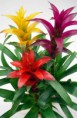 /album/fotogaleria-guzmania/guzmania-bromelia-jpg/